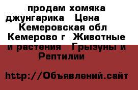 продам хомяка джунгарика › Цена ­ 400 - Кемеровская обл., Кемерово г. Животные и растения » Грызуны и Рептилии   